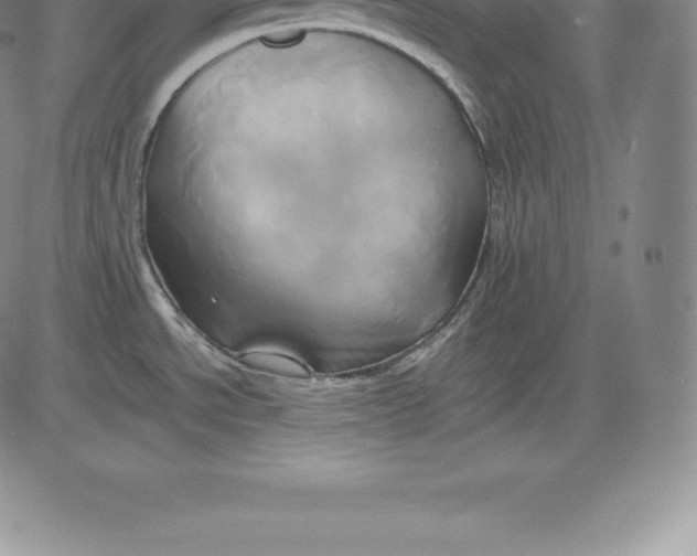 X0000083621534200703051556