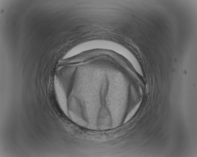 X0000083620029200703121640