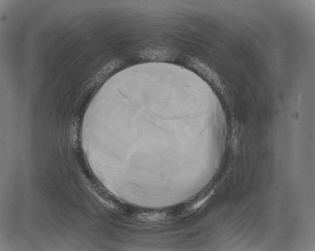 X0000083620065200703121639