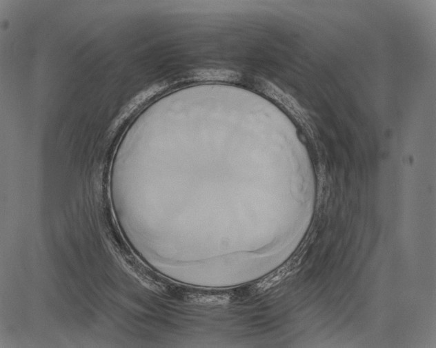 X0000083620155200703121637