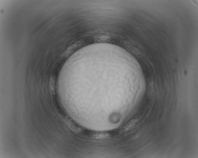 X0000083620274200703121636