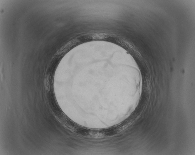 X0000083620311200703121635