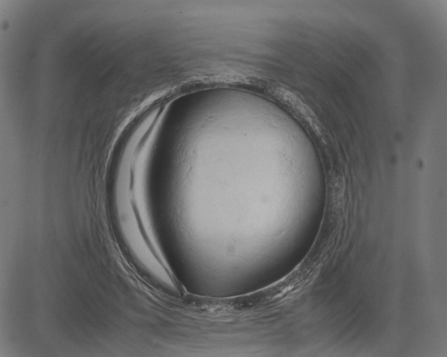 X0000083620395200703121634