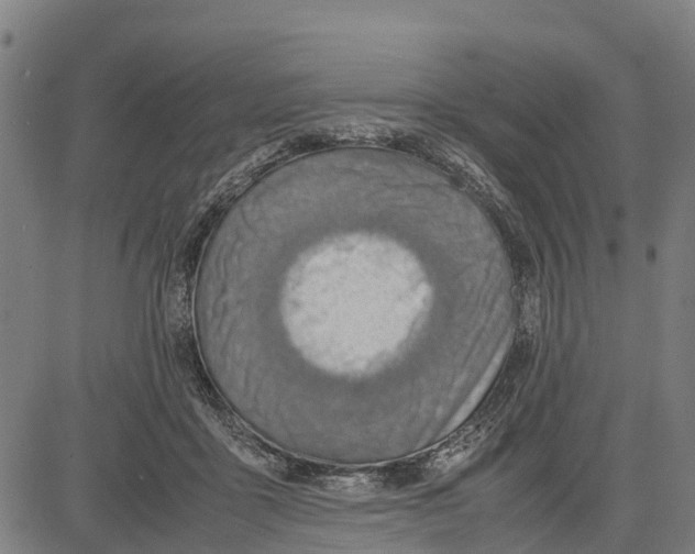 X0000083620411200703121633