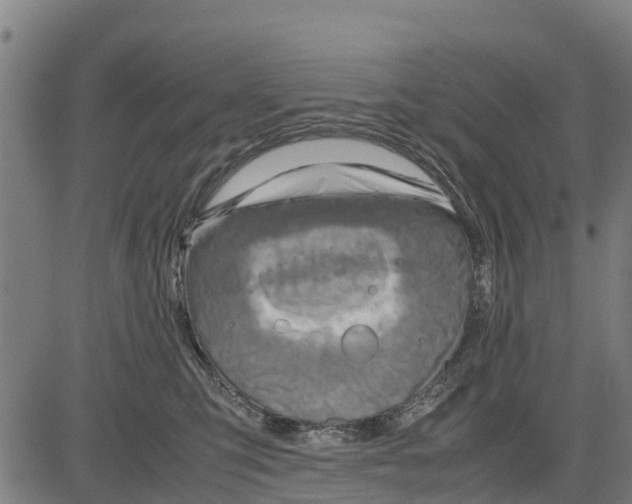 X0000083620423200703121633