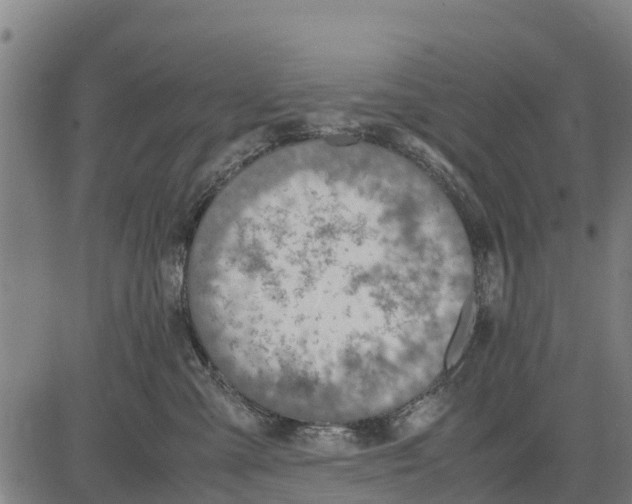 X0000083620427200703121633