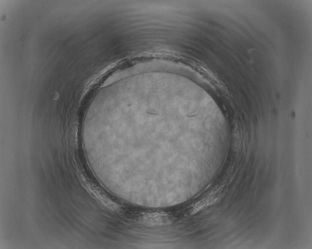 X0000083620446200703121632