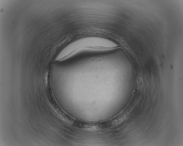 X0000083620454200703121633