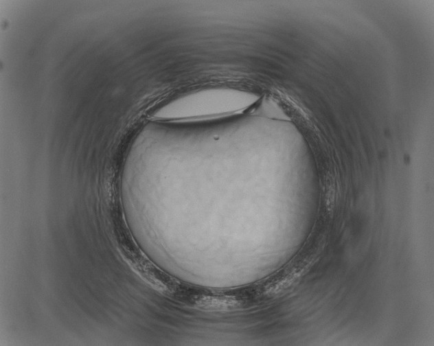 X0000083620455200703121633