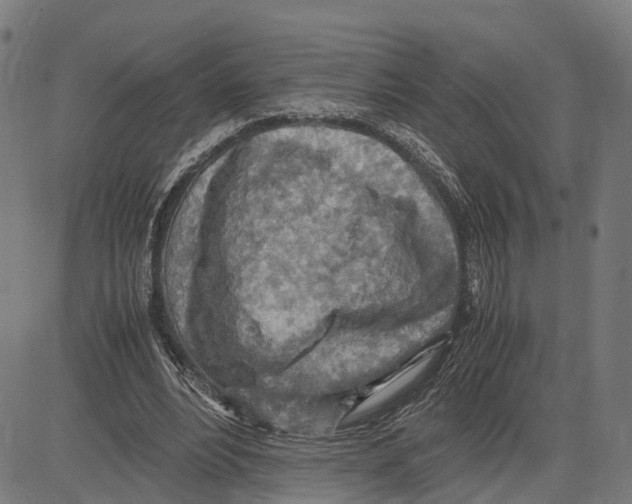 X0000083620488200703121632