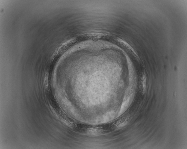 X0000083620504200703121632