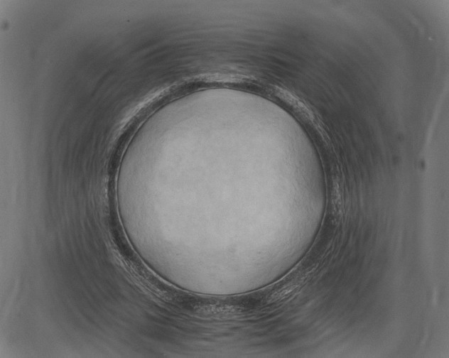 X0000083620535200703121631