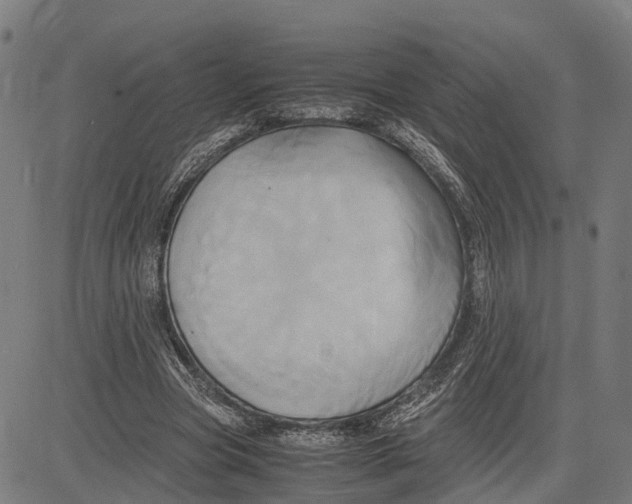 X0000083620537200703121631