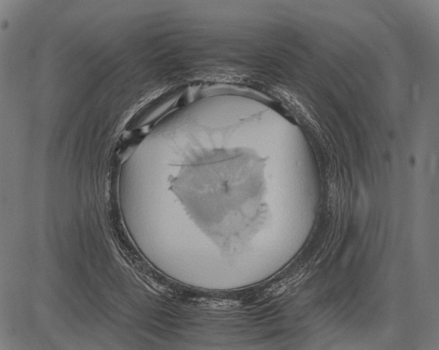 X0000083620539200703121631