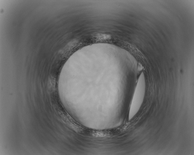 X0000083620565200703121631