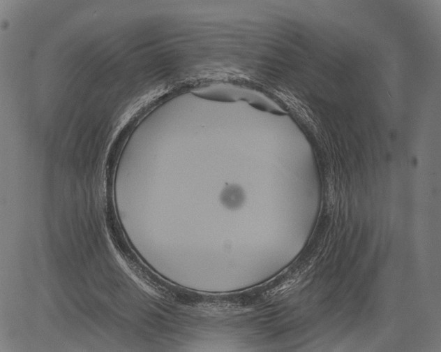 X0000083620630200703121629