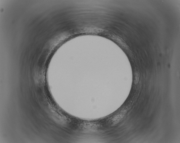 X0000083620632200703121629