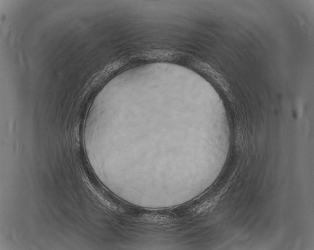 X0000083620633200703121629