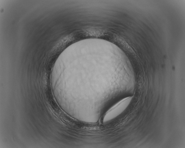 X0000083620639200703121629