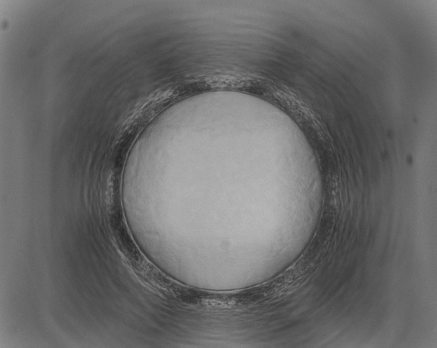 X0000083620690200703121629