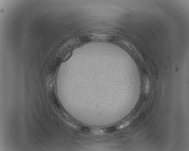 X0000083620701200703121628