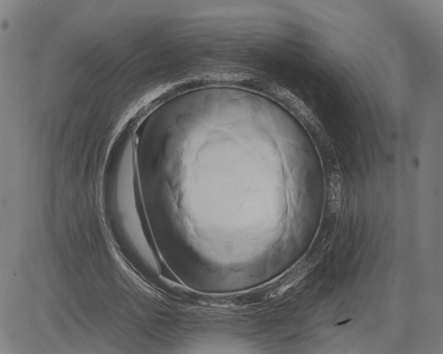 X0000083620726200703121627