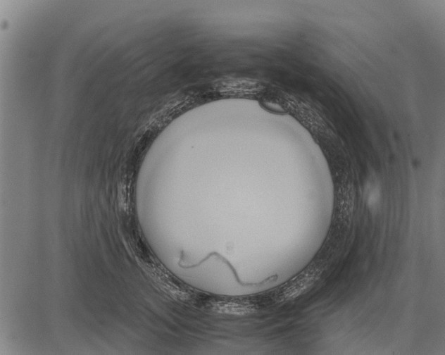 X0000083620755200703121628