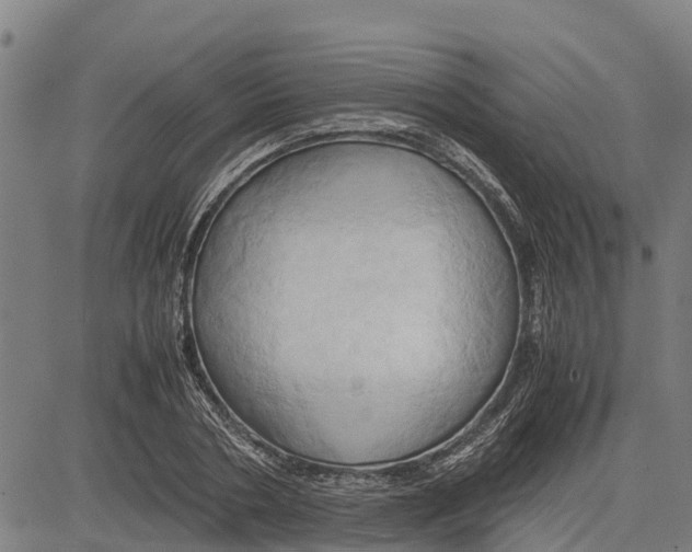 X0000083620786200703121627