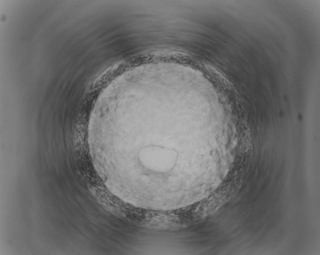 X0000083620824200703121626