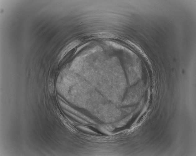 X0000083620889200703121625