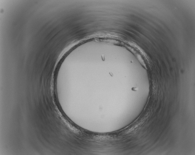 X0000083620894200703121625