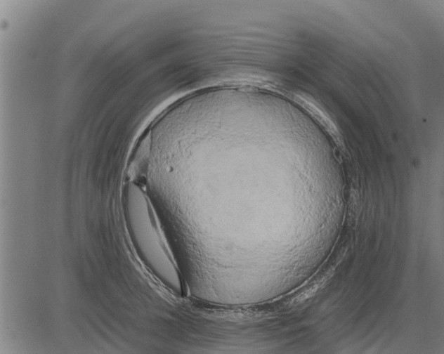 X0000083620948200703121625