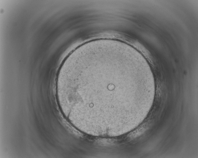 X0000083620950200703121625