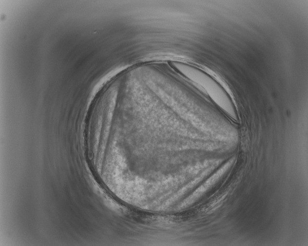 X0000083620995200703121624