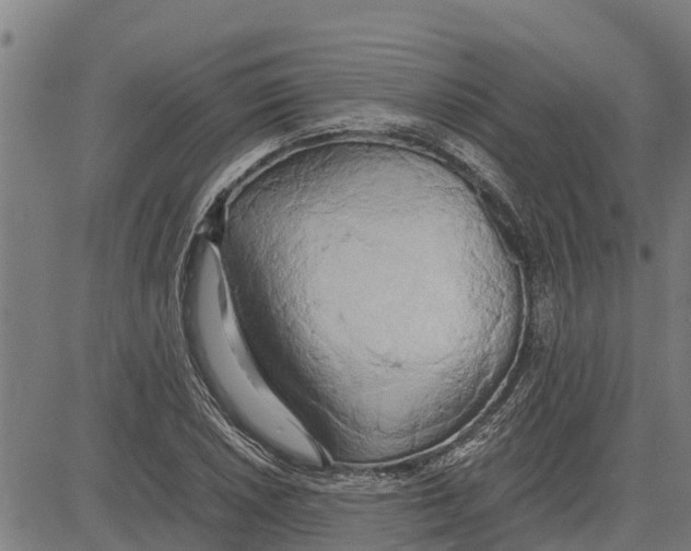 X0000083621026200703121623