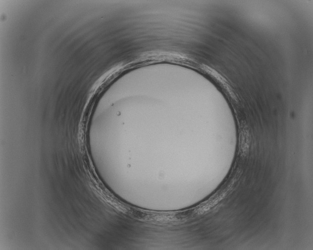 X0000083621074200703121622