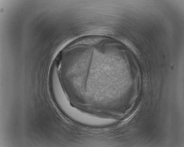 X0000083621077200703121622