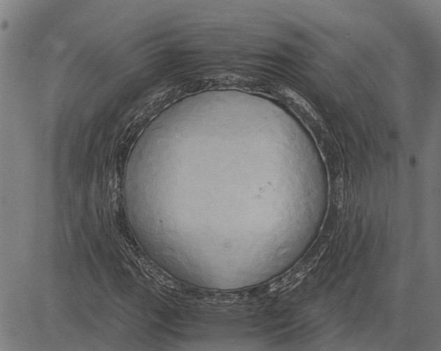 X0000083621111200703121621