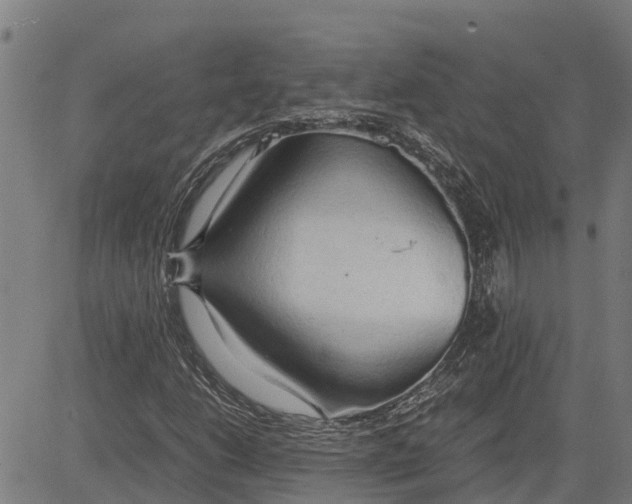 X0000083621206200703121619