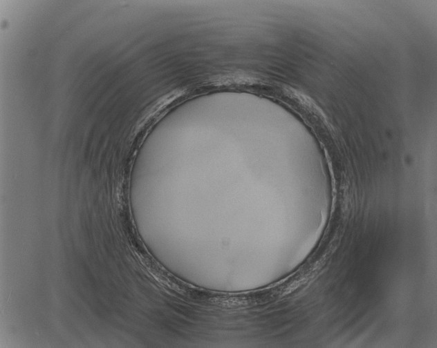 X0000083621217200703121620