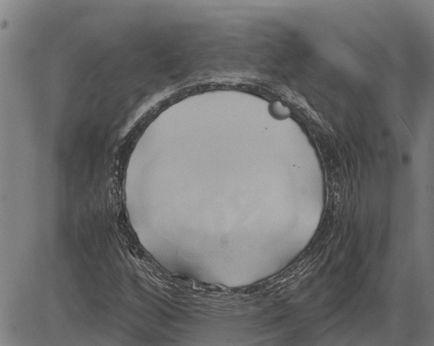 X0000083621256200703121619