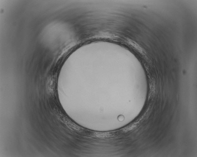 X0000083621258200703121619