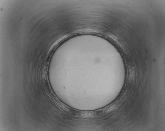 X0000083621266200703121619