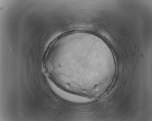 X0000083621267200703121619