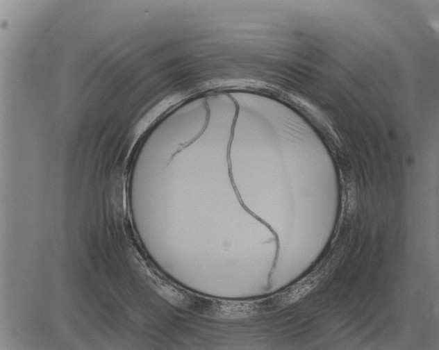 X0000083621274200703121619