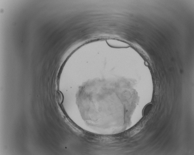 X0000083621287200703121619