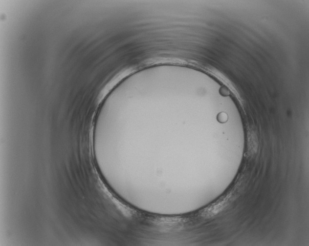 X0000083621290200703121619