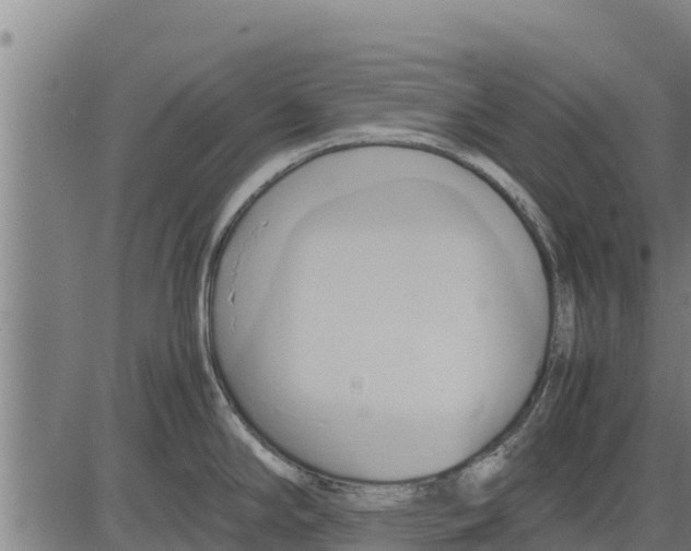 X0000083621294200703121618