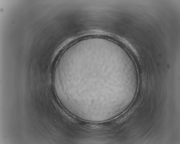 X0000083621318200703121618