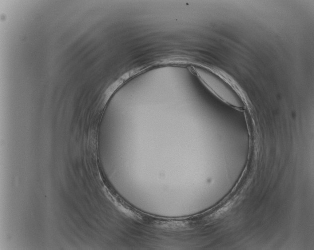 X0000083621337200703121618